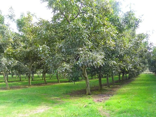 Gîte La Chapelle-aux-Choux, 2 pièces, 3 personnes - photo_14984559827