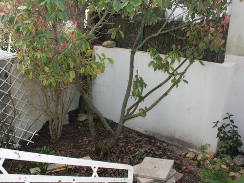 Maison La Tranche-sur-Mer, 3 pièces, 4 personnes - photo_12820928813