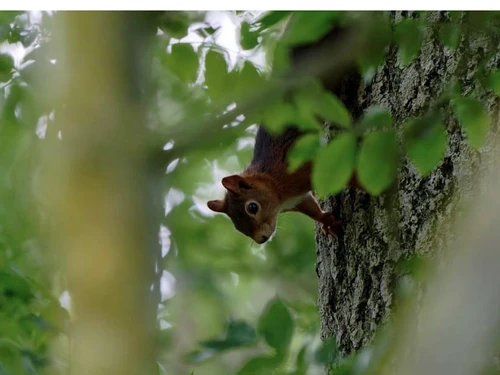 Gite Bourguenolles, 5 bedrooms, 10 persons - photo_1011276251626