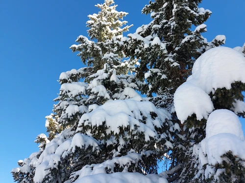 Chalet Courchevel 1850, 5 bedrooms, 12 persons - photo_16782119885