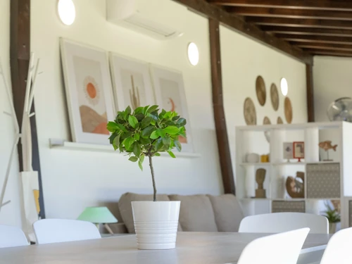 Studio Santa Cruz de Tenerife, 1 pièce, 4 personnes - photo_1011741339334