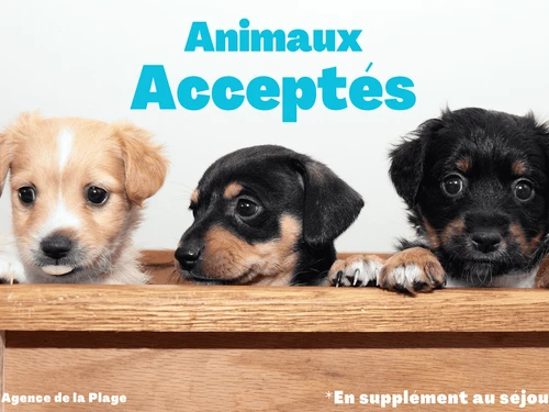 Appartement Saint-Jean-de-Monts, 2 pièces, 5 personnes - photo_1011204631351