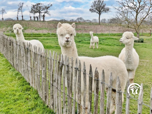 Gite Niafles, 3 bedrooms, 7 persons - photo_15084978831