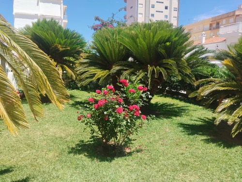 Apartment Gandía, 3 bedrooms, 6 persons - photo_1011769160585