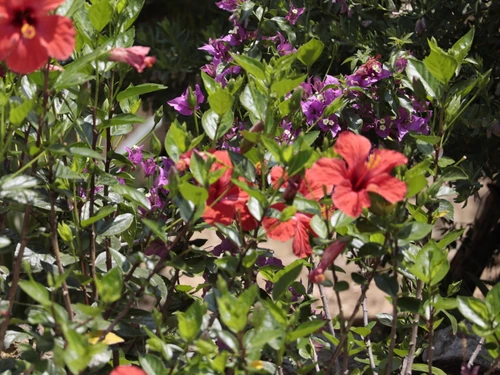 Maison Palau-saverdera, 3 pièces, 5 personnes - photo_1011762706181