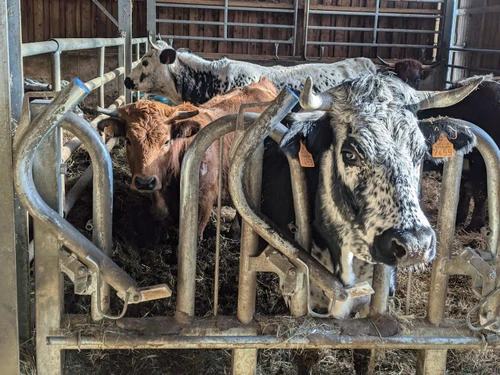 Gasthaus Ramonchamp, 4 Schlafzimmer, 10 Personen - photo_1011846906731