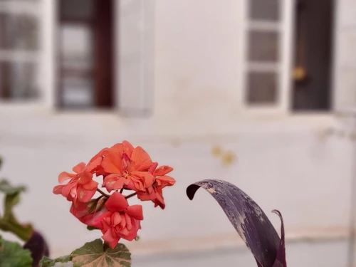 Apartment Málaga, 2 bedrooms, 5 persons - photo_18483150843