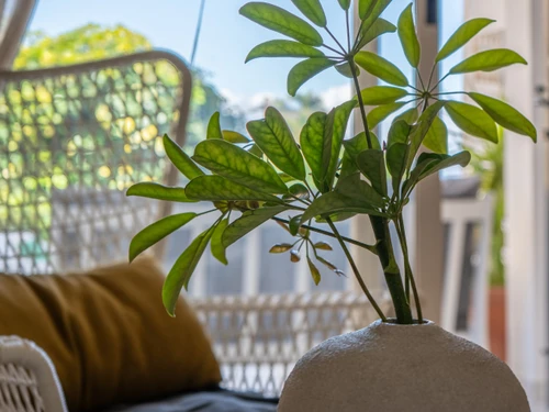 Bungalow Torrevieja, La Mata, 2 Schlafzimmer, 4 Personen - photo_1011865254720