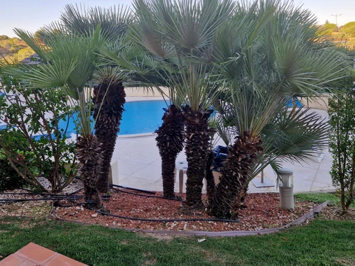 Ferienwohnung Albufeira, 1 Schlafzimmer, 4 Personen - photo_1011865523692