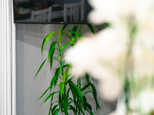 Appartement Machico, 3 pièces, 6 personnes - photo_1011865593905