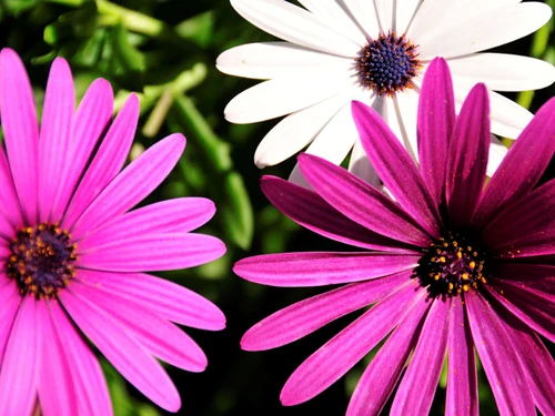 Villa Almancil, 3 Schlafzimmer, 6 Personen - photo_1011874405662