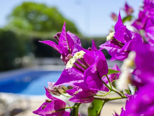 Villa Albufeira, 4 Schlafzimmer, 8 Personen - photo_1011874406474