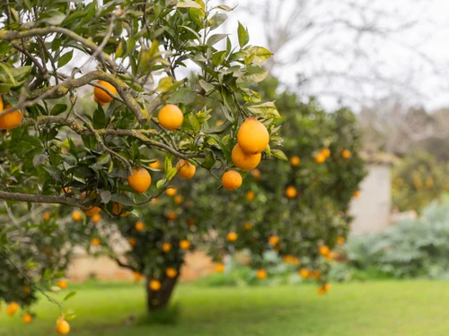 Villa Llubí, 3 pièces, 4 personnes - photo_1011874540330