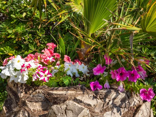 Villa Santanyí, 4 Schlafzimmer, 8 Personen - photo_1011875066835