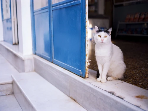 Villa Oiã, 2 Schlafzimmer, 3 Personen - photo_1011875114890