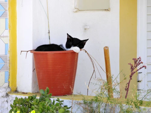 Villa Caminha, 5 pièces, 10 personnes - photo_1011875147197