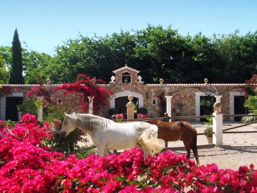 Villa Binissalem, 6 pièces, 10 personnes - photo_1011875237064