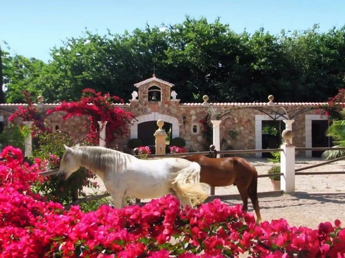 Villa Binissalem, 6 pièces, 10 personnes - photo_1011875237064