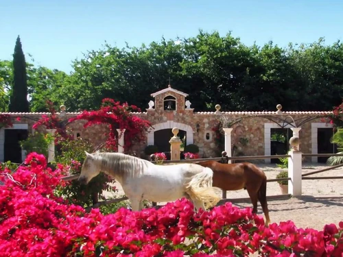 Villa Binissalem, 6 pièces, 10 personnes - photo_1011875237064