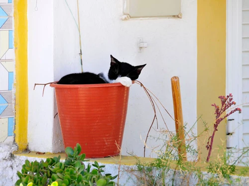 Villa Albufeira, 2 Schlafzimmer, 4 Personen - photo_1011874101460