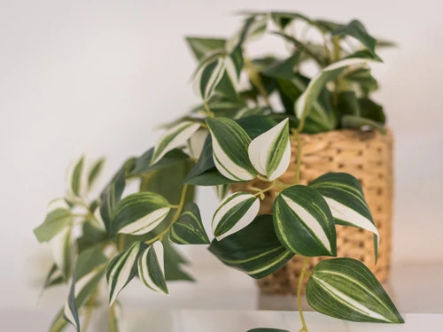 Apartamento Corralejo, 1 dormitorio, 4 personas - photo_1011873693342