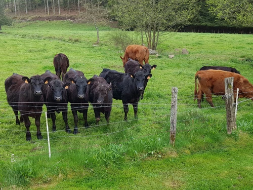 Casa rural Vienville, 2 dormitorios, 5 personas - photo_14994463939