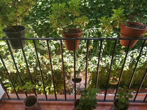 Apartment Seville, 1 bedroom, 3 persons - photo_1011975303206