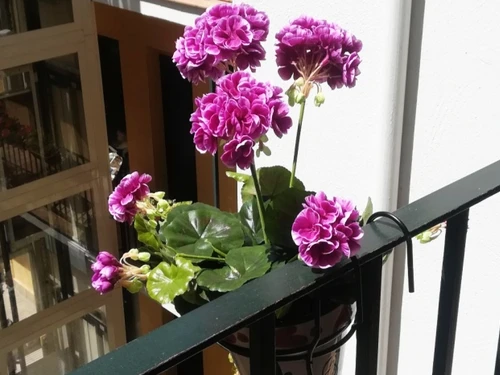 Apartamento Sevilla, 2 dormitorios, 4 personas - photo_1011975311610