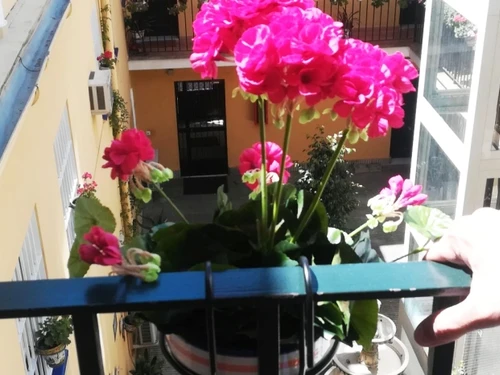 Apartamento Sevilla, 2 dormitorios, 4 personas - photo_1011975311610