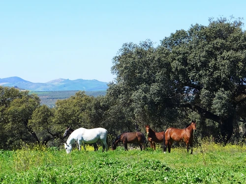 Ferienhaus Alcalá del Valle, 5 Schlafzimmer, 10 Personen - photo_1011866221461