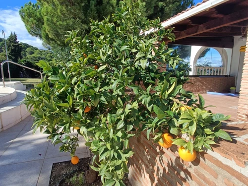 Villa Alhaurín de la Torre, 5 pièces, 10 personnes - photo_1011874570335