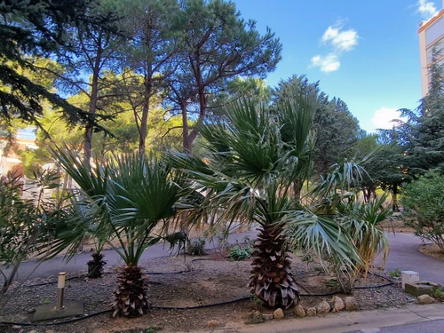 Ferienwohnung Banyuls-sur-Mer, 2 Schlafzimmer, 6 Personen - photo_16056819741