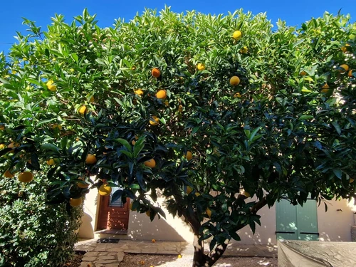 Maison Banyuls-sur-Mer, 4 pièces, 6 personnes - photo_8415899722
