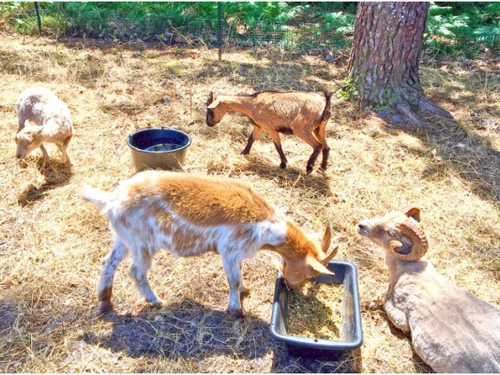 Cámping Messanges, 2 dormitorios, 6 personas - photo_1012134563328