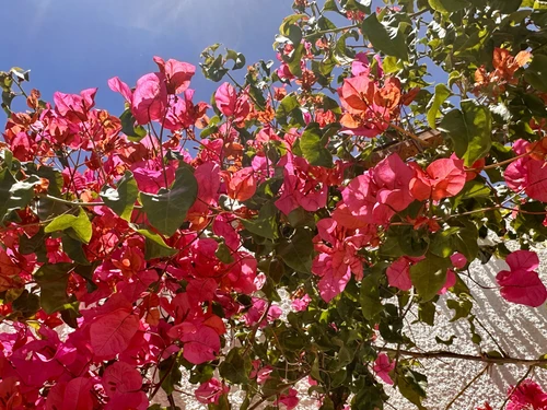 Villa Albufeira, 2 bedrooms, 6 persons - photo_1011594451205