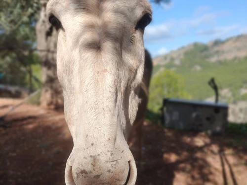 Villa Sóller, 1 dormitorio, 4 personas - photo_1011874239537