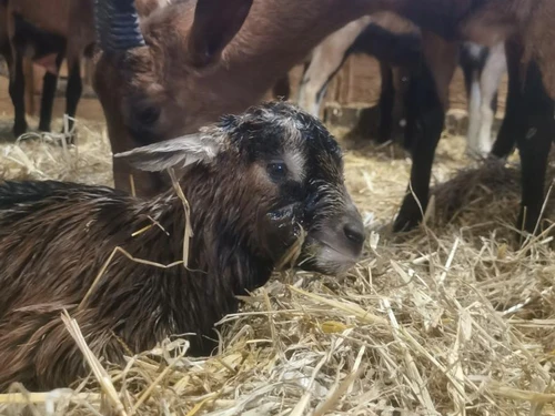 Gasthaus Bragelogne-Beauvoir, 3 Schlafzimmer, 6 Personen - photo_1012196030685