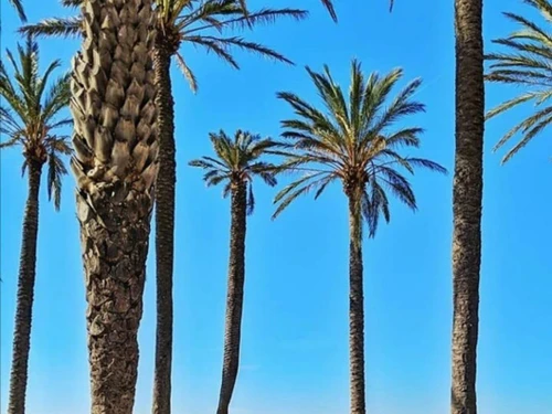 Studio Roses, 1 pièce, 2 personnes - photo_18896612234