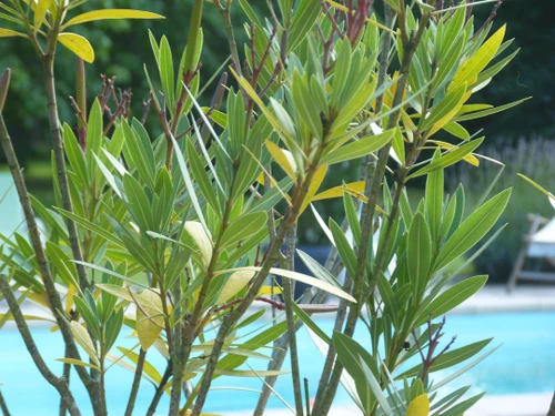 Gîte Dureil, 2 pièces, 4 personnes - photo_15936922577