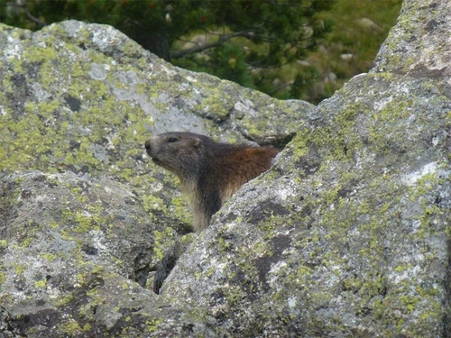 Apartment Cauterets, 1 bedroom, 4 persons - photo_8549040904