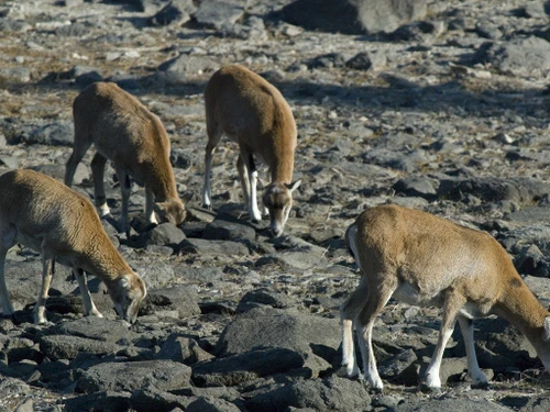 Studio Font-Romeu-Odeillo-Via, studio flat, 6 persons - photo_14983454834