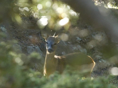 Studio Font-Romeu-Odeillo-Via, studio flat, 6 persons - photo_14983454834