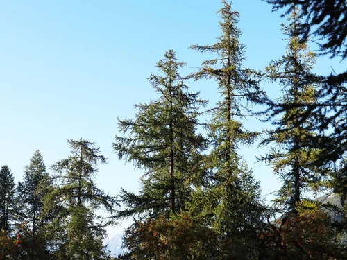 Apartamento Les Orres, 1 dormitorio, 6 personas - photo_8724241458