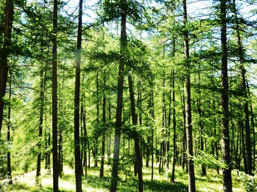 Estudio Les Orres, estudio, 4 personas - photo_13678219865