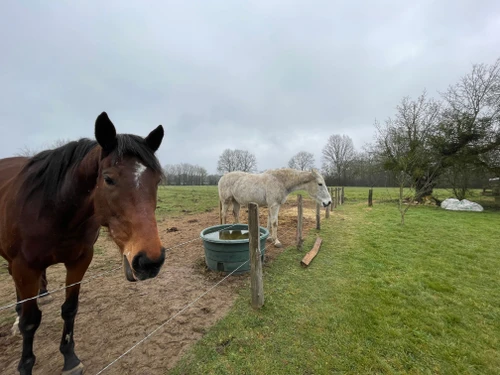 Gîte Saint-Georges-du-Rosay, 3 pièces, 6 personnes - photo_18933070435