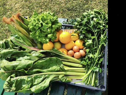 Villa Icod de los Vinos, 2 pièces, 2 personnes - photo_19254449789