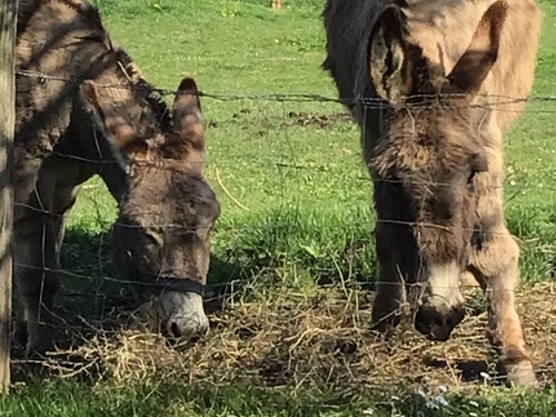 Gîte Souvigné-sur-Sarthe, 3 pièces, 5 personnes - photo_14984566827