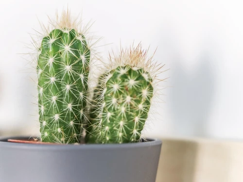 Apartment Almada, 2 bedrooms, 6 persons - photo_19703956749