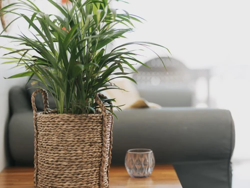 Apartment Valsequillo de Gran Canaria, 1 bedroom, 2 persons - photo_17292847645