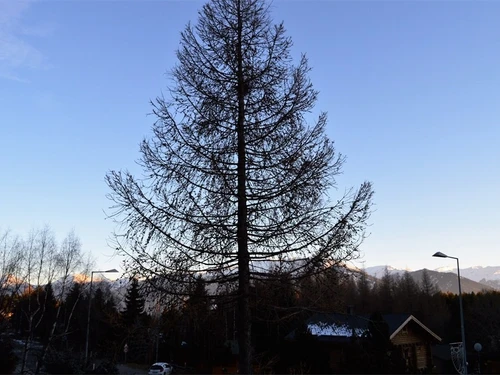 Ferienwohnung Bolquère-Pyrénées 2000, 1 Schlafzimmer, 6 Personen - photo_19857447555